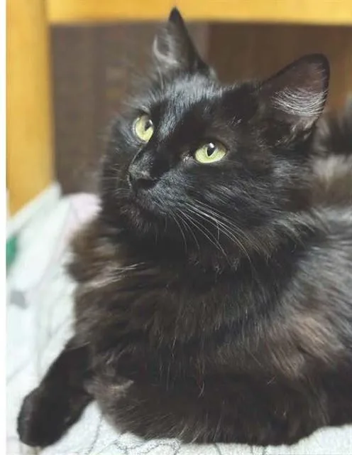 A young medium-sized female Domestic Medium Hair cat named Whiskers for adoption in Auburn, CA