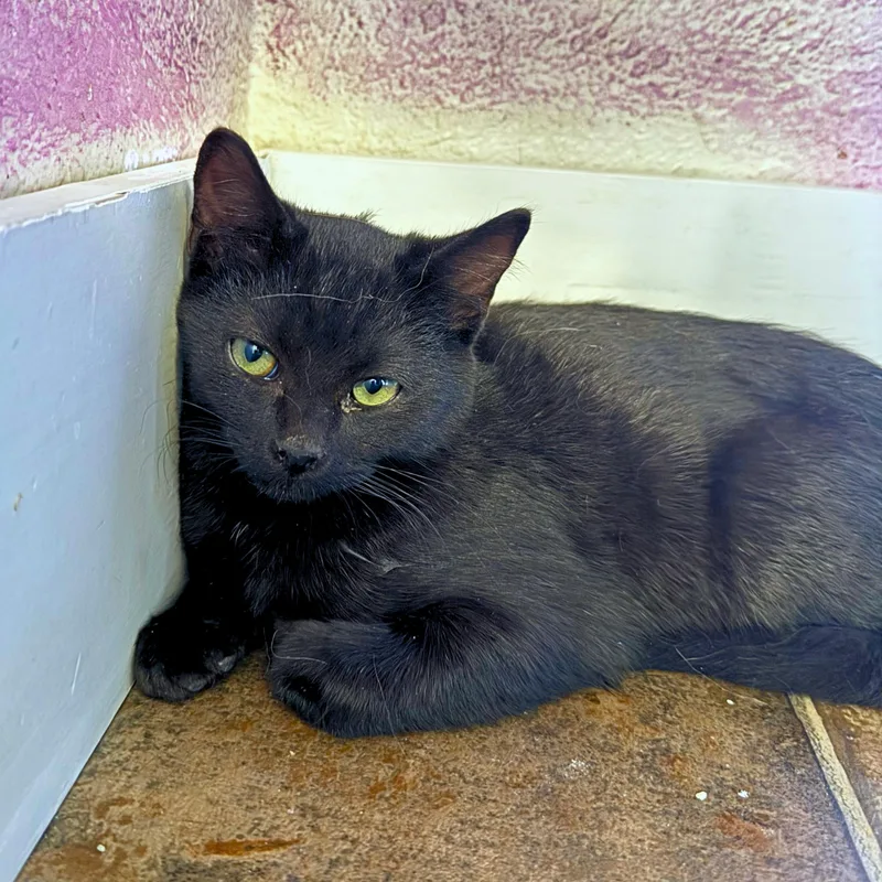 A young small-sized male Domestic Short Hair cat named Hocus for adoption in Ridgway, CO