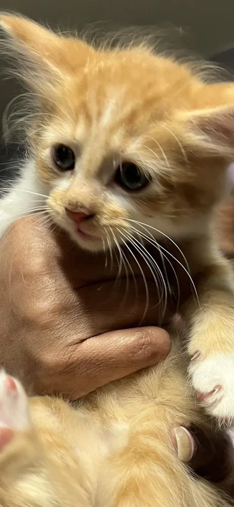 A baby small-sized male Domestic Short Hair cat named Tigger for adoption in Aurora, CO