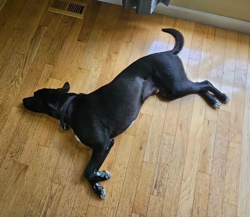 An adult large-sized male Tricolor (Brown, Black, & White) Labrador Retriever dog named Jacques NKA Schultz for adoption in Syracuse, NY