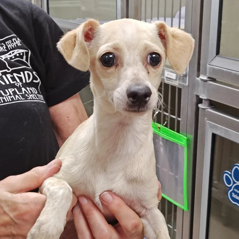 A young small-sized female White / Cream Chihuahua dog named Bishop for adoption in Upland, CA