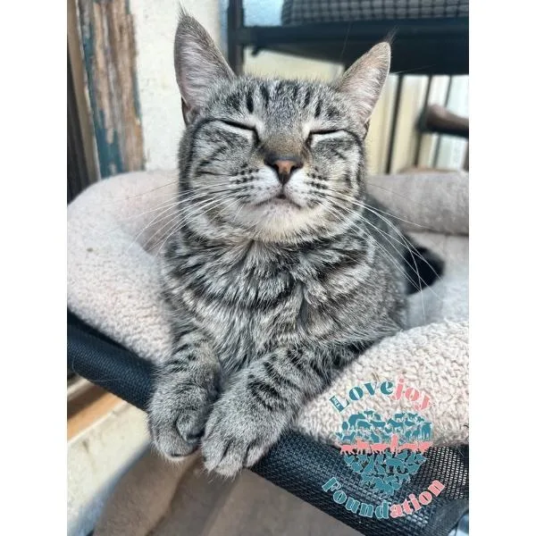A young medium-sized female Tabby (Gray / Blue / Silver) Domestic Short Hair cat named Cece for adoption in Inglewood, CA