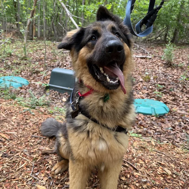 A young extra large-sized male Black German Shepherd Dog dog named Goliath for adoption in Troy, VA