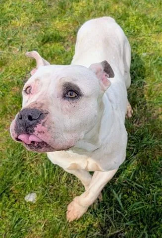 An adult medium-sized female Pit Bull Terrier dog named Harley Quinn for adoption in Akron, OH
