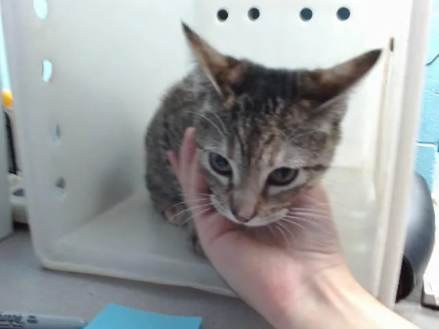 A young medium-sized female American Shorthair cat named Opal for adoption in Albuquerque, NM