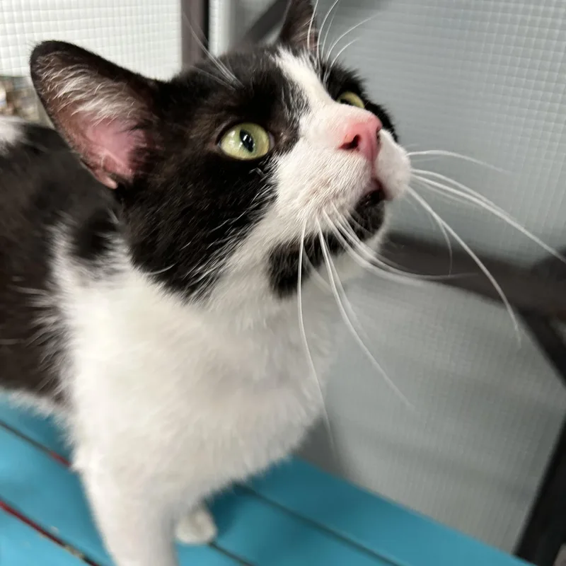 A young large-sized male Black Domestic Short Hair cat named Sylvester for adoption in Grand Rapids, MI