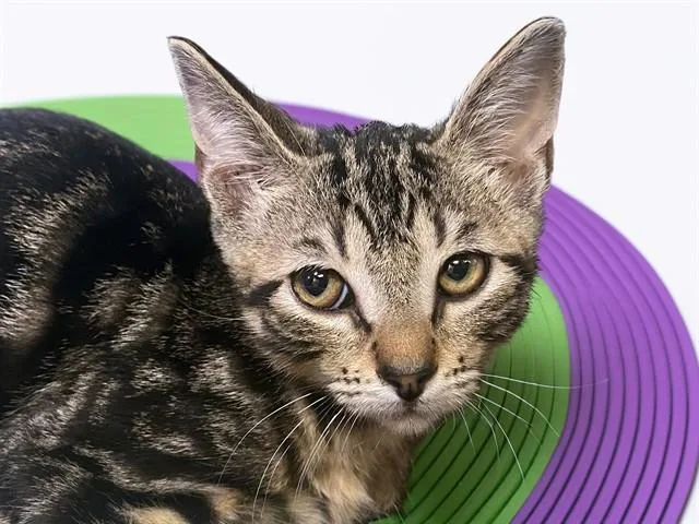 A baby medium-sized male Domestic Short Hair cat named Fiyero for adoption in Fort Lauderdale, FL
