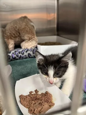 A baby small-sized male Domestic Short Hair cat named Riley for adoption in San Martin, CA