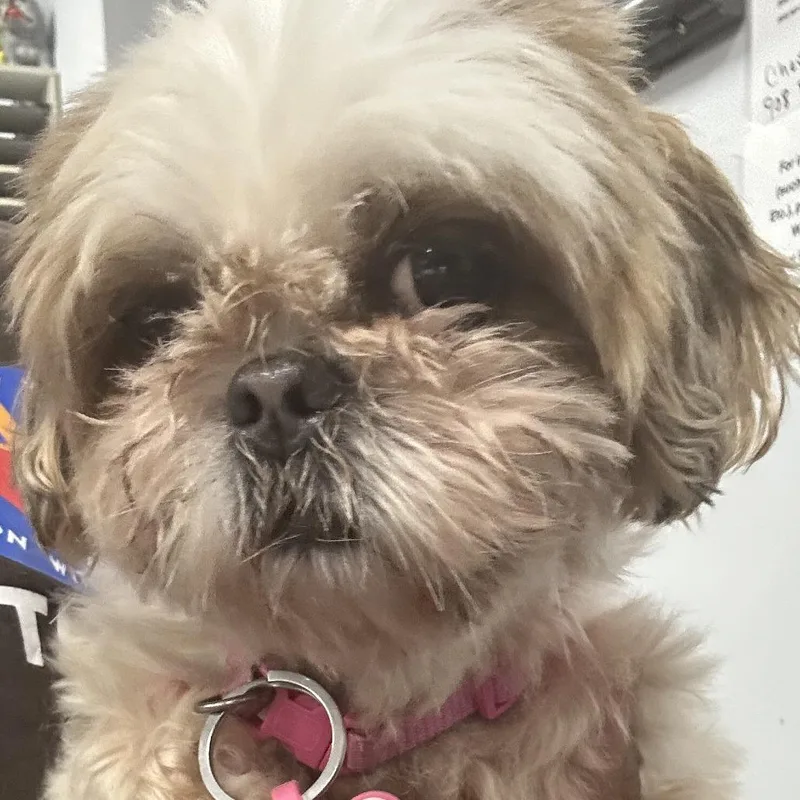 Penny
