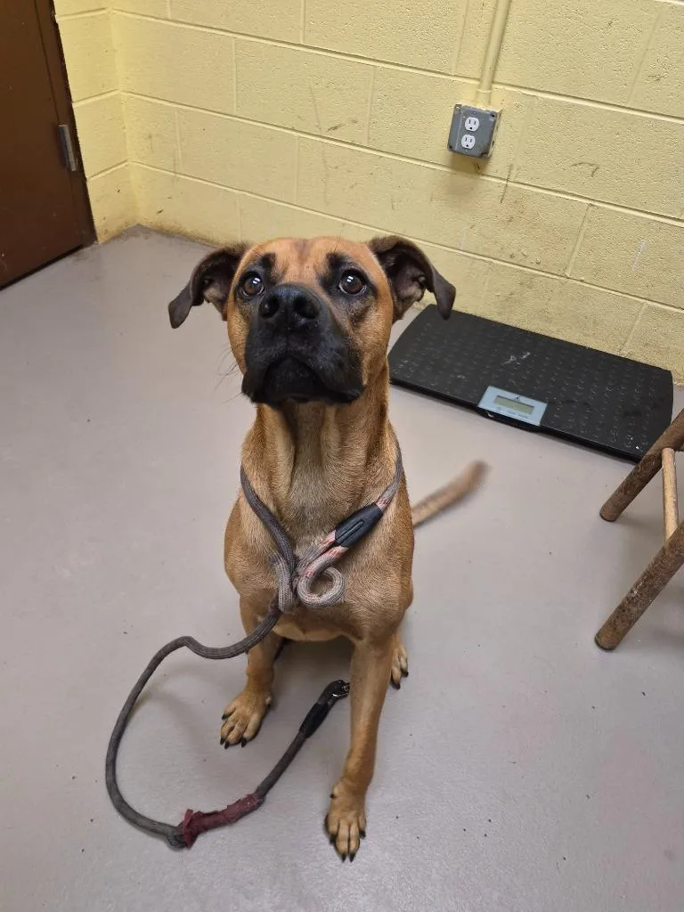 A young medium-sized male Boxer dog named Mugsy for adoption in Crossville, TN