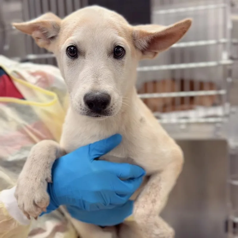 A baby small-sized male Shepherd dog named Obi for adoption in Briarcliff Manor, NY