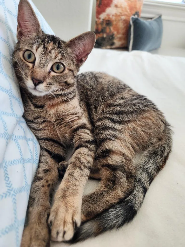 A baby medium-sized female Domestic Short Hair cat named Cannoli for adoption in New Braunfels, TX