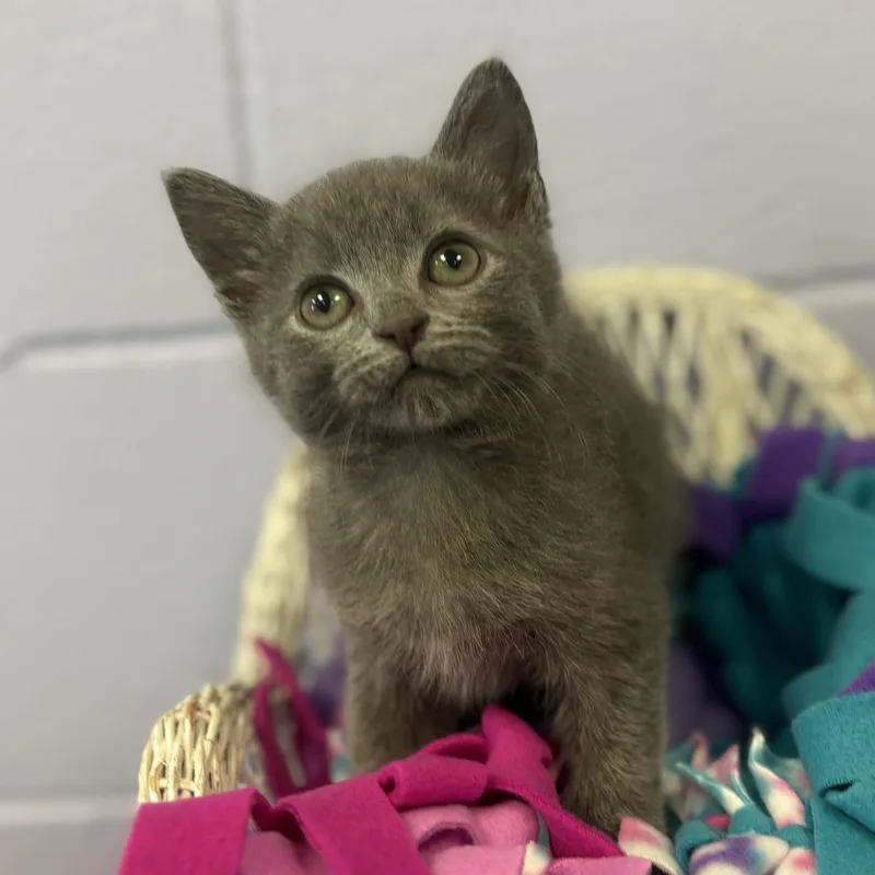 A baby medium-sized male Domestic Medium Hair cat named Dryer Lint for adoption in Bardstown, KY