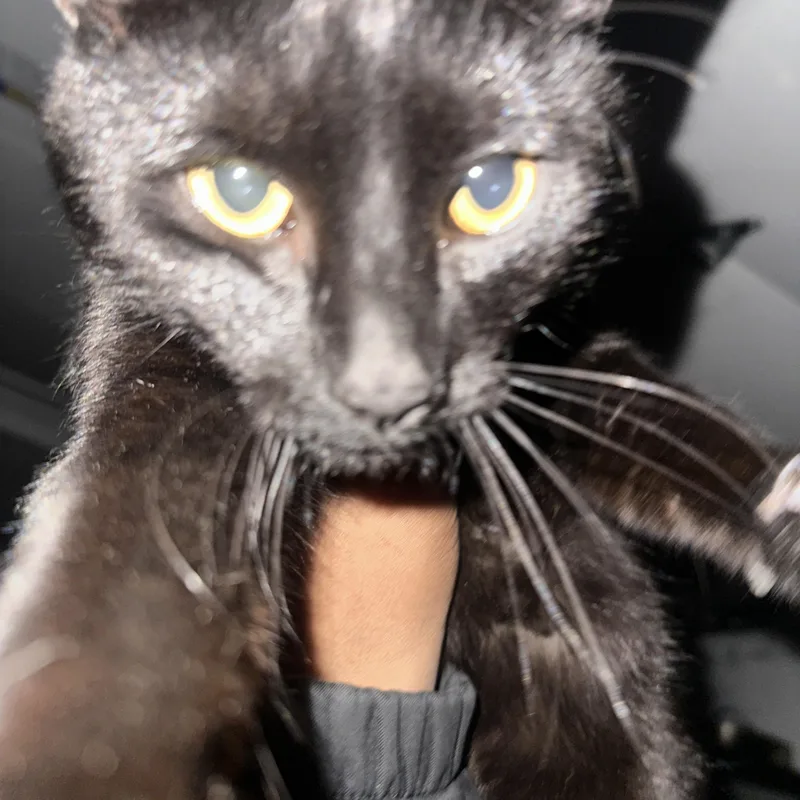 A young medium-sized male Black Domestic Short Hair cat named Salem for adoption in New York, NY