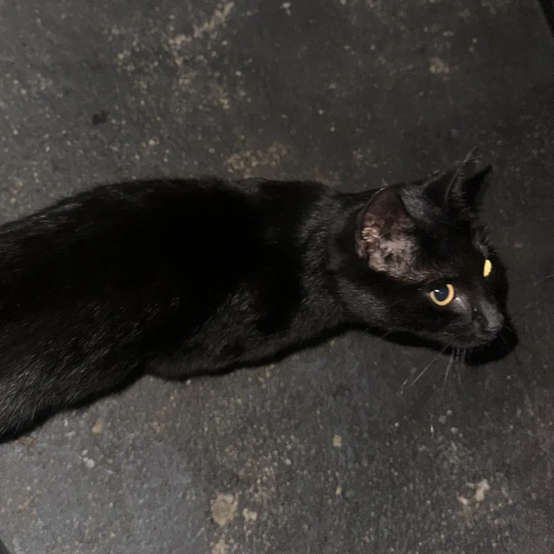 Salem thumbnail 2