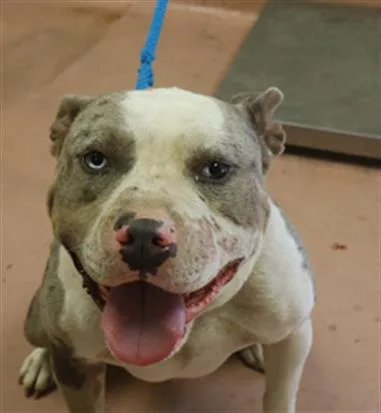 A young medium-sized male Mixed Breed dog named Four for adoption in Columbia, SC
