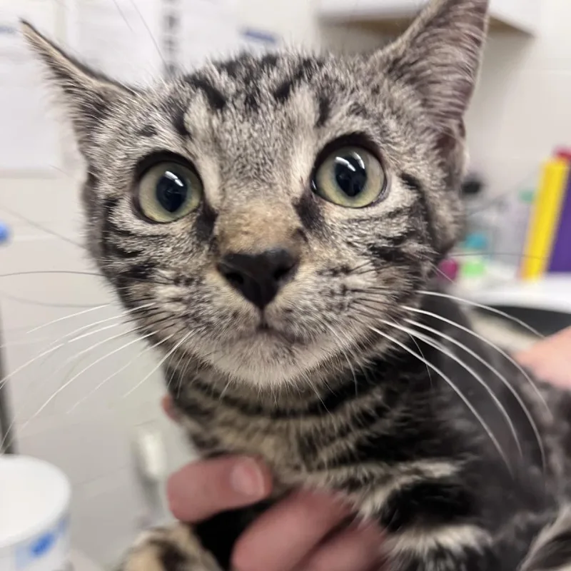 A baby small-sized female Brown / Chocolate Domestic Short Hair cat named Rye for adoption in Gloucester, VA