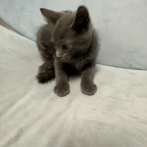 A baby small-sized male Gray / Blue / Silver Domestic Short Hair cat named Piper for adoption in Henderson, NV