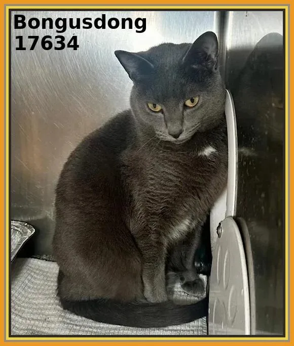 Bongusdong thumbnail 2