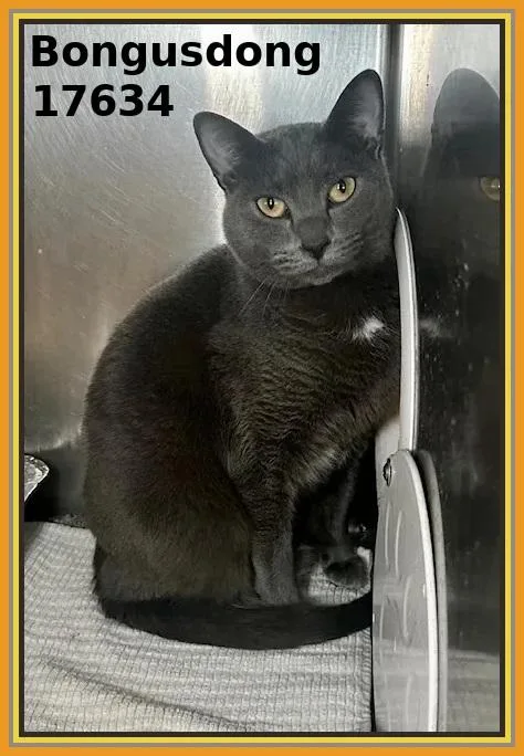 Bongusdong thumbnail 3