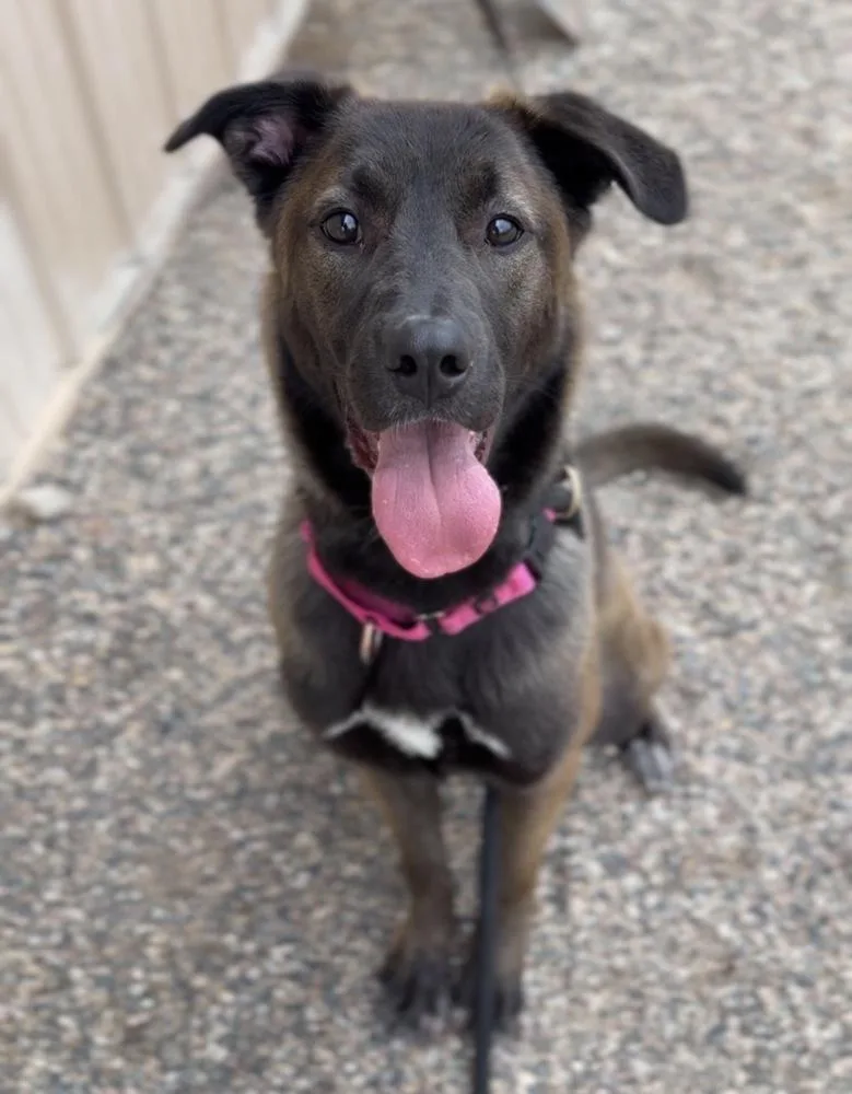 An adult medium-sized female Tricolor (Brown, Black, & White) Mixed Breed dog named Phoenix for adoption in Bemidji, MN