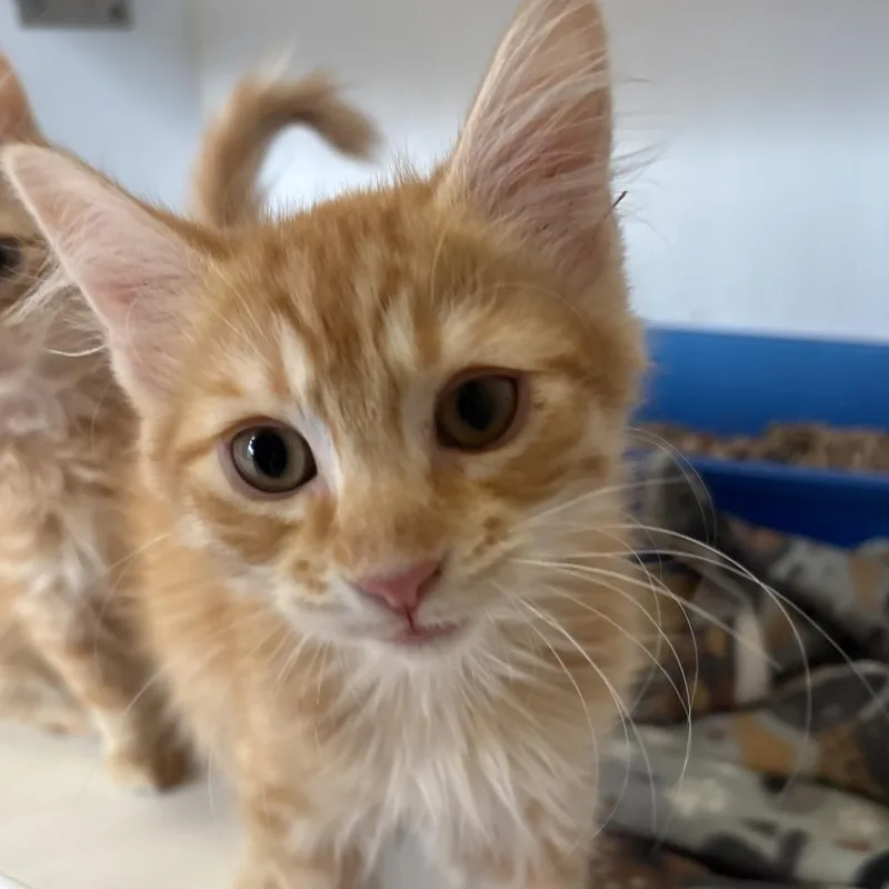 A baby small-sized male Orange / Red Domestic Medium Hair cat named Plaid for adoption in Kanab, UT