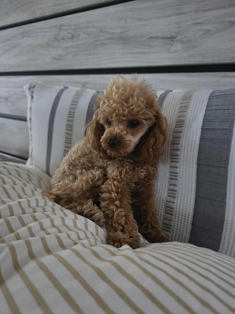 A young small-sized male Poodle (Toy) dog named Rhett for adoption in Maumee, OH