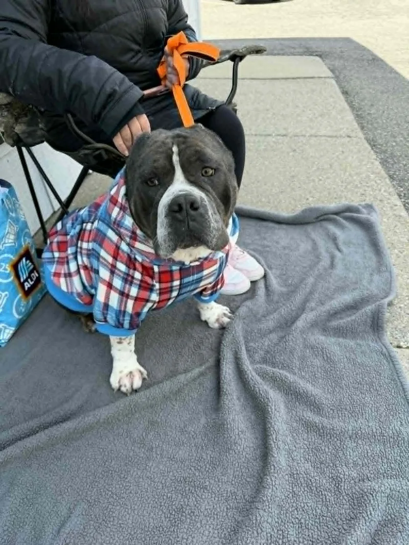 An adult large-sized male Pit Bull Terrier dog named Smudge for adoption in St. Clair Shores, MI