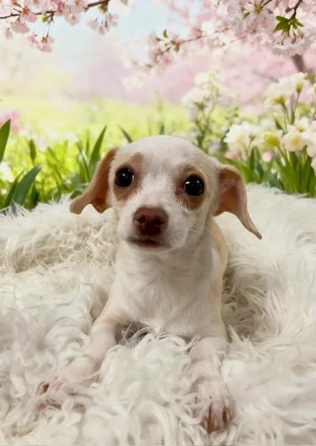 A baby small-sized female Bicolor Chihuahua dog named Lucy for adoption in Tehachapi, CA
