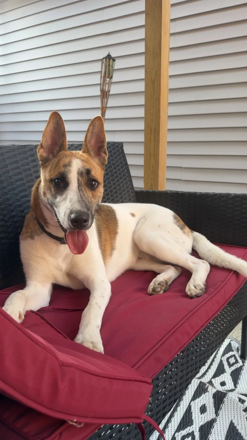 A young medium-sized male Australian Shepherd dog named Cj for adoption in Tonawanda, NY