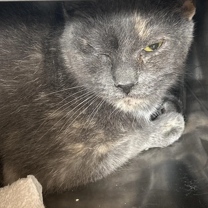 An adult medium-sized female Gray / Blue / Silver Domestic Short Hair cat named Mandy for adoption in Bristol, IN