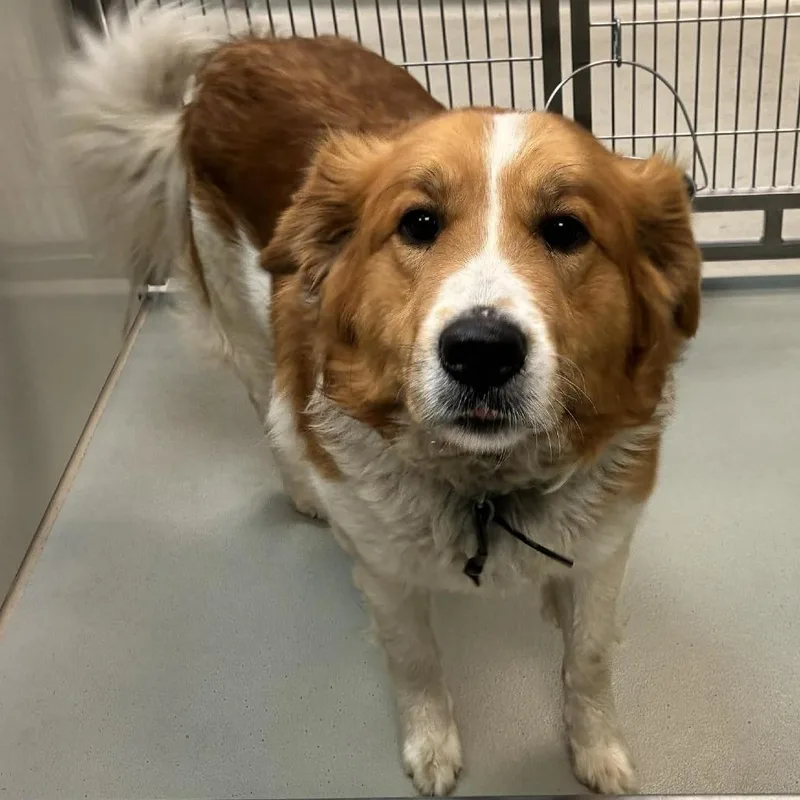 An adult medium-sized male Yellow / Tan / Blond / Fawn Border Collie dog named Rowdy for adoption in Wichita, KS