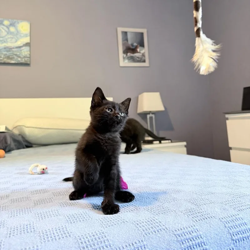 A baby small-sized male Black American Shorthair cat named Schroeder for adoption in Brooklyn, NY