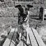 A young small-sized male Black German Shepherd Dog dog named Levi for adoption in Lakewood, CO