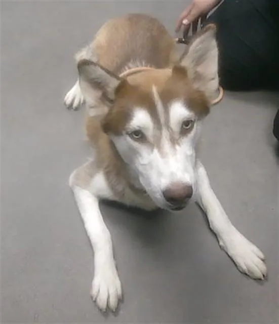 A young large-sized male Siberian Husky dog named Bolt for adoption in Phoenix, AZ