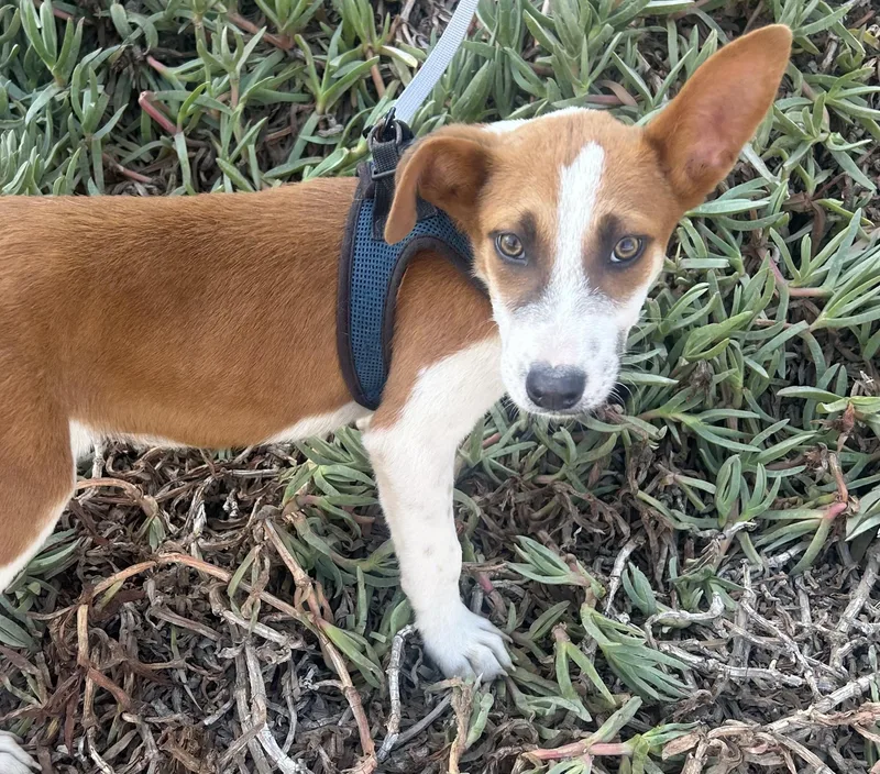 A baby medium-sized male Brown / Chocolate Jack Russell Terrier dog named Paco for adoption in Bell Gardens, CA