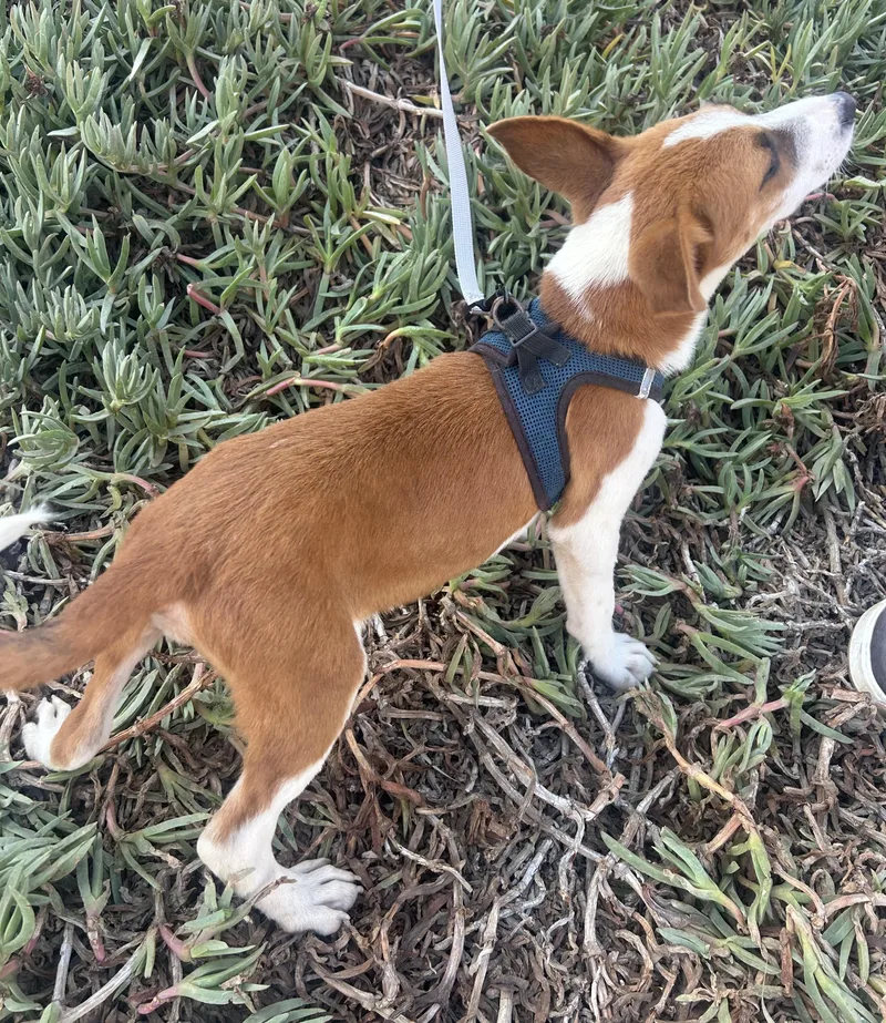 Paco thumbnail 3