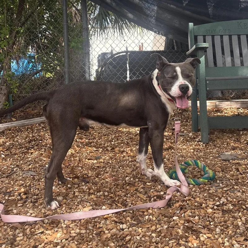 Road Runner thumbnail 2