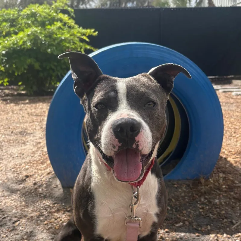 Road Runner thumbnail 3