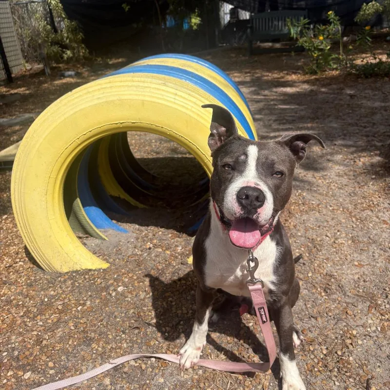 Road Runner thumbnail 4