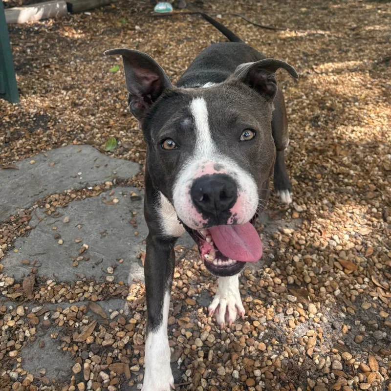 Road Runner thumbnail 5