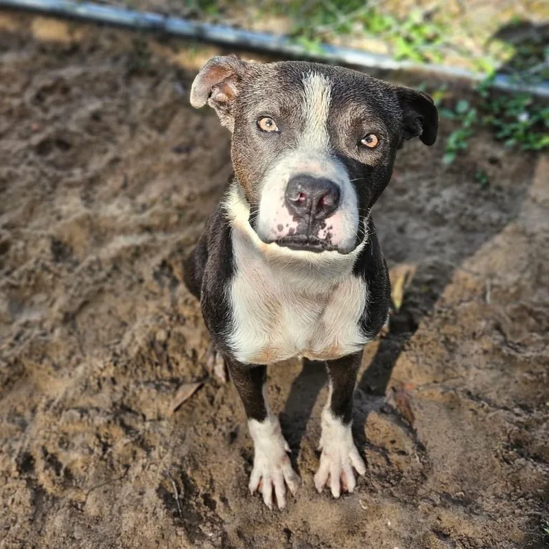 Road Runner thumbnail 6