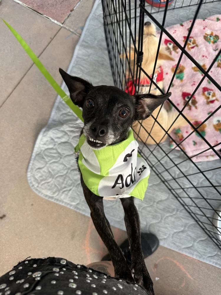 An adult small-sized female Chihuahua dog named Aggie for adoption in St. Petersburg, FL