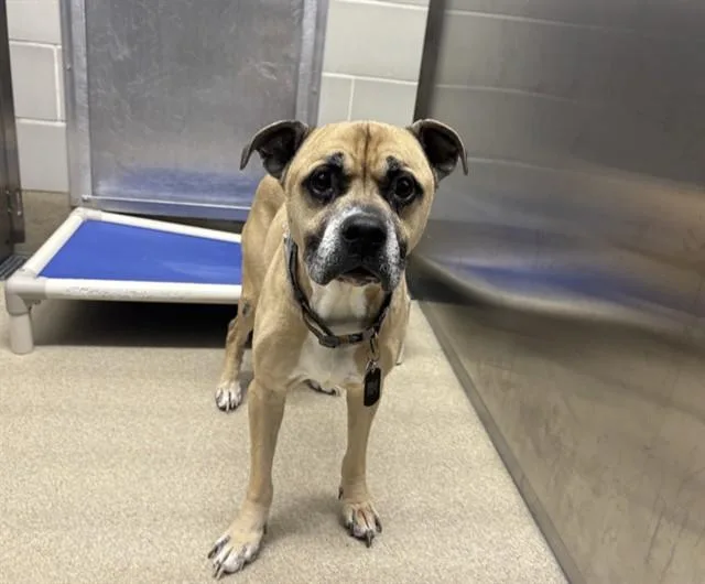 A senior medium-sized male Boxer dog named Scrappy Doo for adoption in Grand Prairie, TX