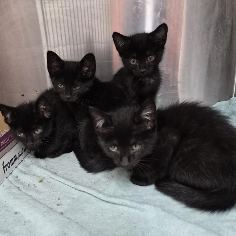 A baby small-sized male Black Domestic Short Hair cat named Ashley k for adoption in Natick, MA