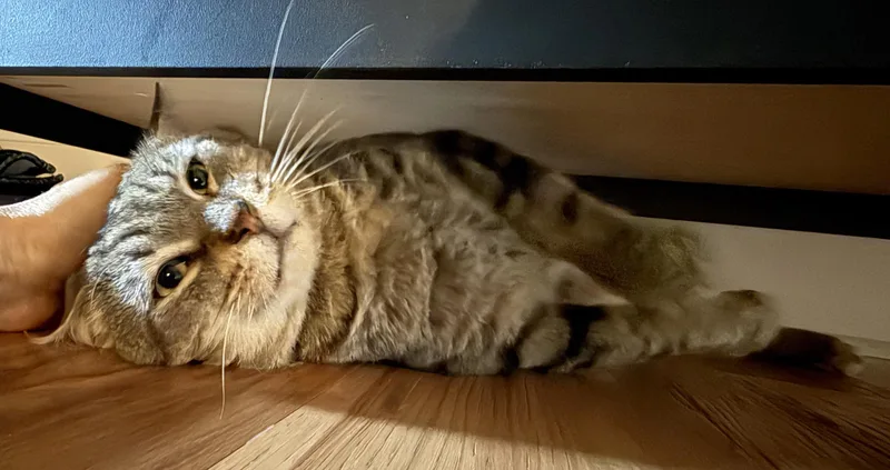Nigel thumbnail 2