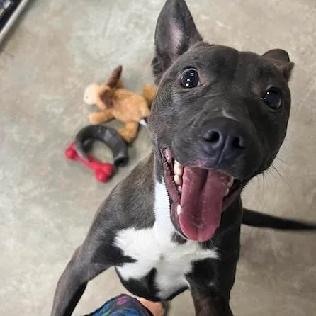 A young medium-sized female Brown / Chocolate Belgian Shepherd / Malinois dog named Luna for adoption in Archbold , OH