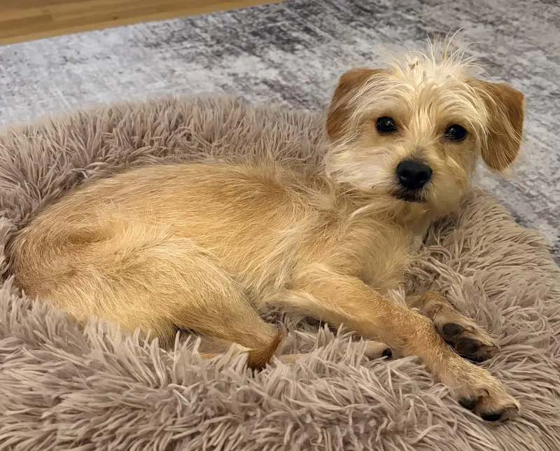 A young small-sized male Apricot / Beige Terrier dog named Henry for adoption in Brooklyn, NY