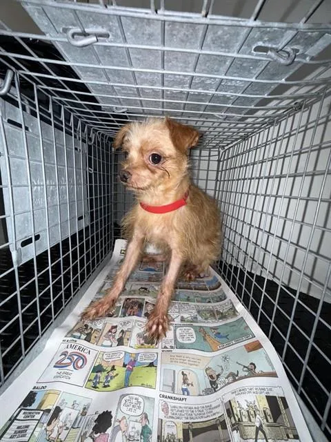 An adult small-sized male Rat Terrier dog named Max for adoption in Pasadena, TX