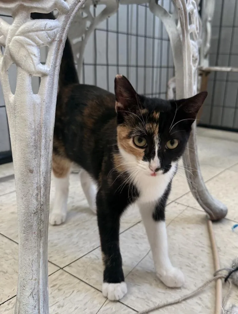 A baby small-sized female Domestic Short Hair cat named Quin for adoption in Lemoore, CA